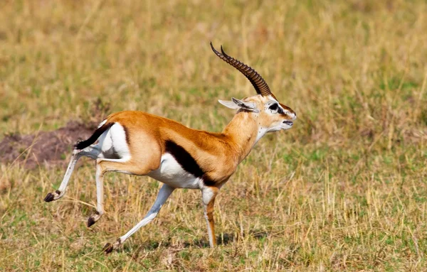 Mężczyzna Gazele Granta w parku narodowym maasai mara, Kenia — Zdjęcie stockowe