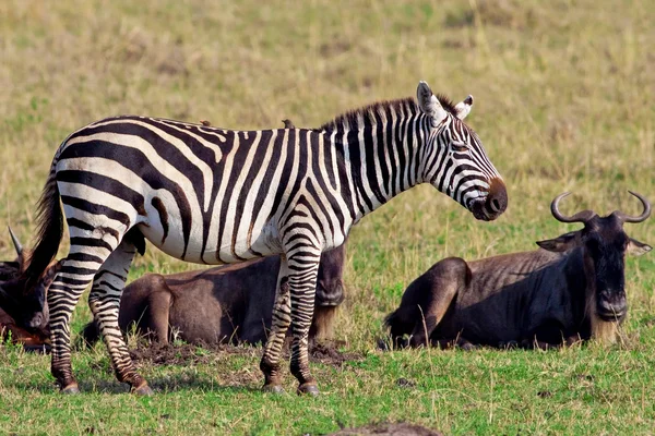 Cebra y un ñu en el Parque Nacional de Kenia, África — Foto de Stock