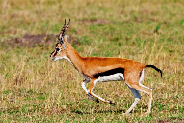 Mannelijke grant's gazelle in de Masai mara national park, Kenia — Stockfoto