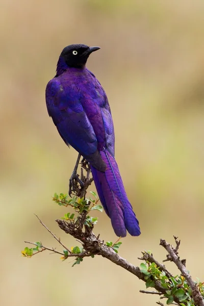 Superbe étourneau africain — Photo