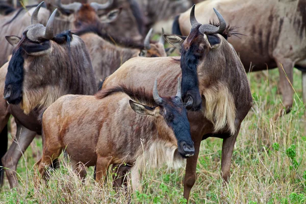 Blue Wildebeests - Ma 'asai Mara nasjonalpark i Kenya, Afrika – stockfoto