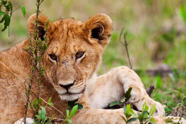 ケニア マサイマラの平野にライオンの子 — ストック写真