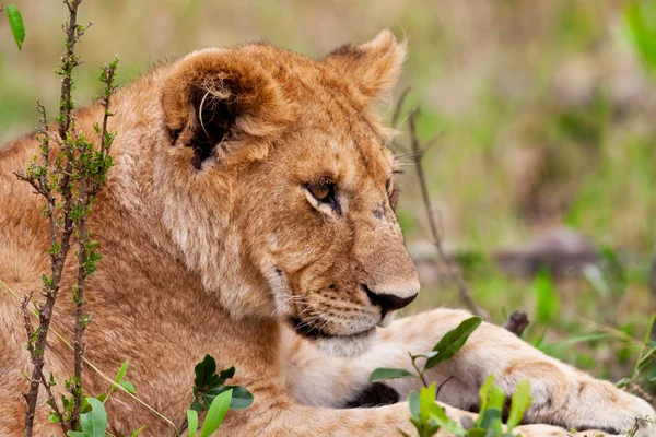 Ein Löwenjunges auf den Ebenen der Massai-Mara, Kenia — Stockfoto