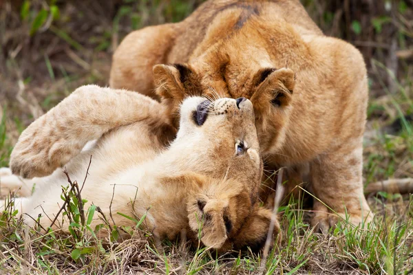 Joven león africano y leona en el Parque Nacional Maasai Mara, Kenia —  Fotos de Stock