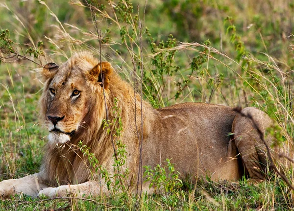 Mężczyzna lwa afrykańskiego w maasai mara, Kenia — Zdjęcie stockowe