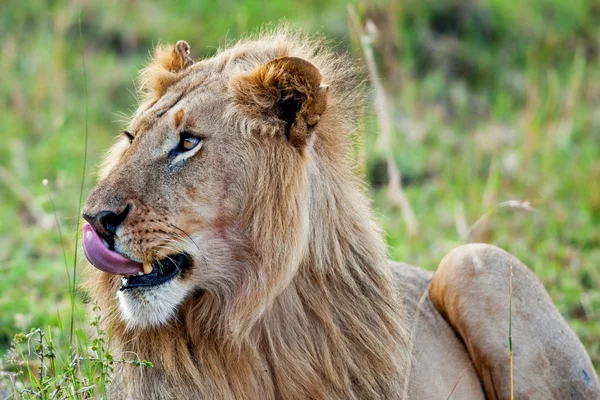 Чоловічий Африканський Лев в Масаї Мара, Кенія — стокове фото