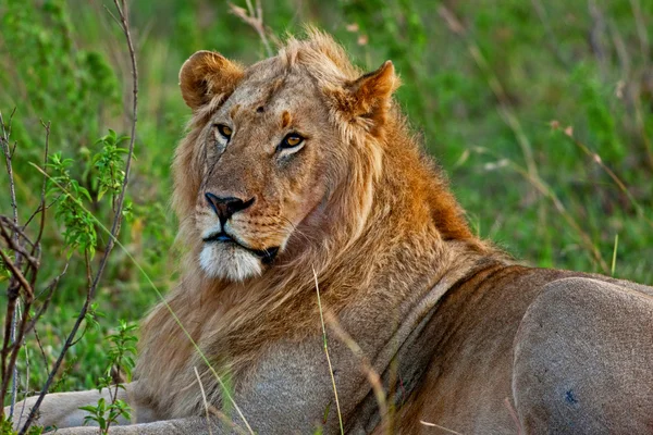 Afrikanischer Löwe im Masai-Mara-Nationalpark, Kenia — Stockfoto
