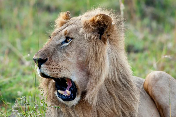 A maszáj Mara Nemzeti Park, a kenyai afrikai oroszlán — Stock Fotó