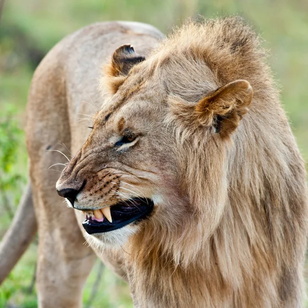 León africano en el Parque Nacional Maasai Mara, Kenia — Foto de Stock