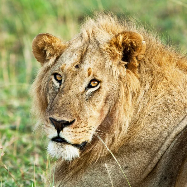 Afrikaanse leeuw in het Masai mara national park, Kenia — Stockfoto