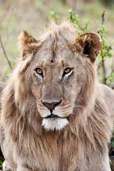 Afrikaanse leeuw in het Masai mara national park, Kenia — Stockfoto