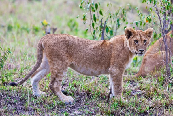 Masai mara, kenya ovada bir aslan yavrusu — Stok fotoğraf