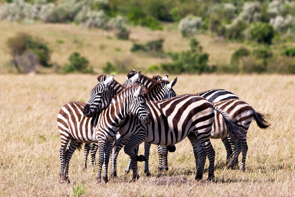 Zebras in the Maasai Mara National Park, Kenya