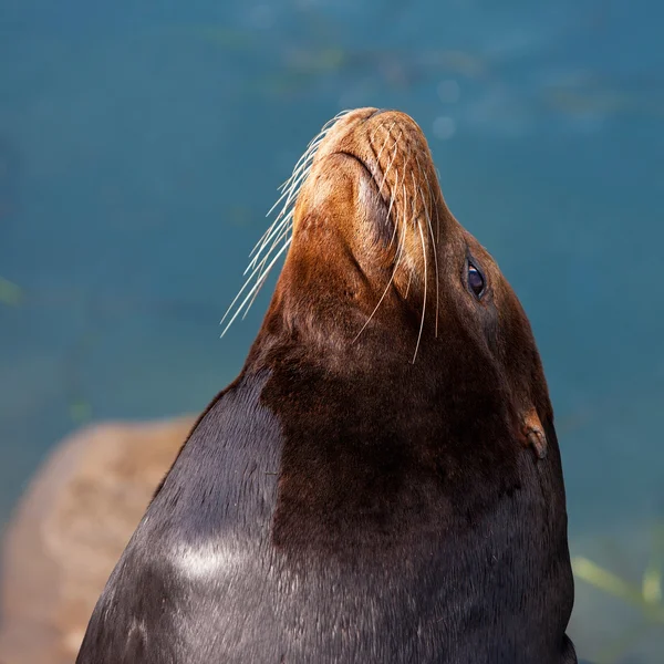 Moře?? Lev. — Stock fotografie