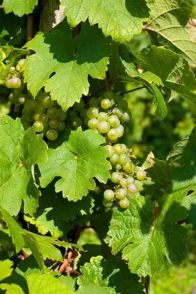 White grapes in vineyard — Stock fotografie