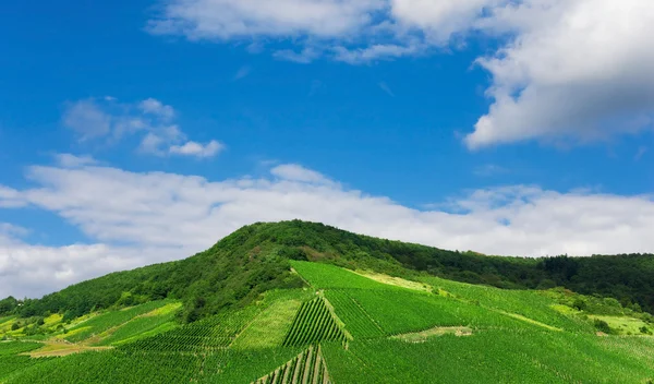 Vineyard in Pfalz, Germany — Stock Photo, Image