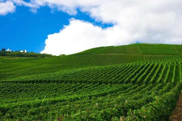 Vineyard in Pfalz, Germany — Stock Photo, Image