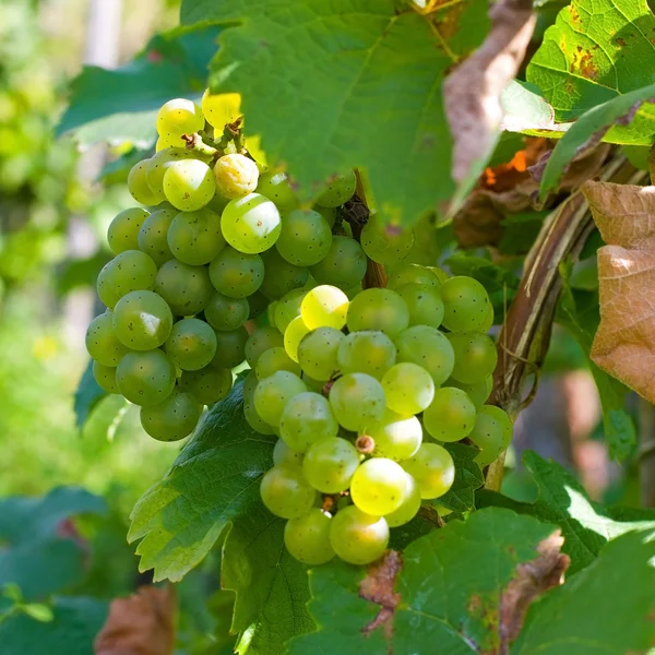 White grapes in vineyard — Stock fotografie