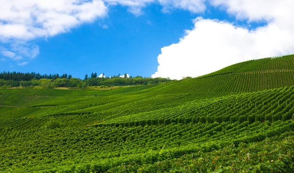 Winnica w pfalz, Niemcy — Zdjęcie stockowe