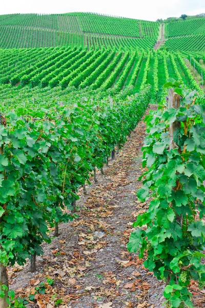 Vineyard in Pfalz, Germany — Stock Photo, Image