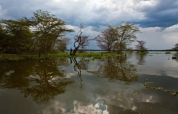 Jezero naivasha v Keni, Afrika — Stock fotografie