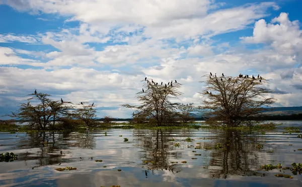 在肯尼亚，非洲奈瓦夏湖 — 图库照片