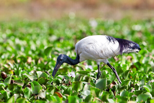 African sacred ibis (Threskiornis aethiopicus), Lake Naivasha, Kenya