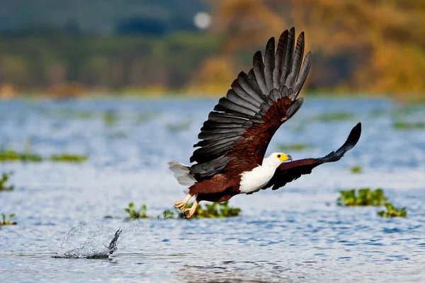 Aquila pescatrice africana, Parco nazionale del lago Naivasha, Kenya — Foto Stock