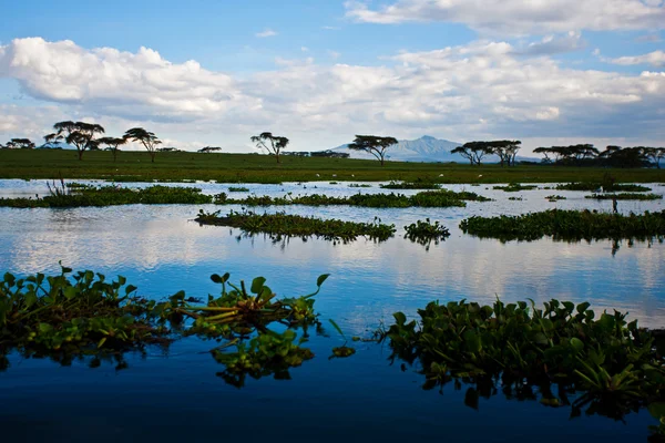 在肯尼亚，非洲奈瓦夏湖 — 图库照片