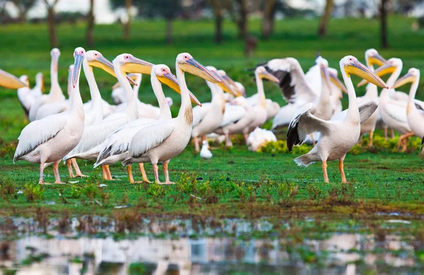 Pelikanen op lake naivasha in Kenia, Afrika — Stockfoto