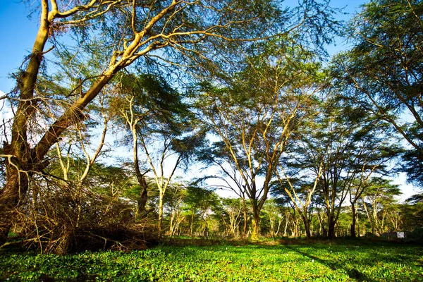 Prachtige Afrikaanse landschap, lake naivasha, Kenia — Stockfoto