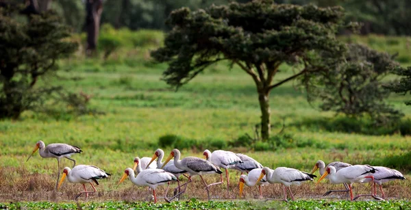 Žlutozlatý čáp (Mycteria ibis) u jezera Naivasha, Keňa — Stock fotografie
