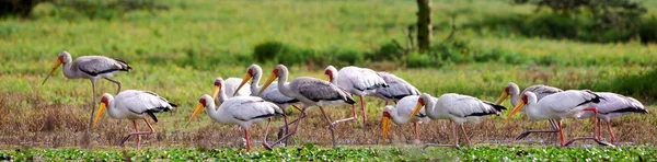 Keltahaikara (Mycteria ibis) Naivashajärvellä, Keniassa — kuvapankkivalokuva