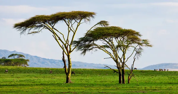 Όμορφη αφρικανικό τοπίο στη λίμνη Ναϊβάσα, Κένυα — Φωτογραφία Αρχείου