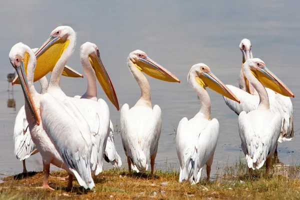 Grote witte pelikanen in lake nakuru national park - Kenia, Afrika. de grote witte pelikaan (pelecanus onocrotalus) is ook bekend als de Oost-witte pelikaan, Roze pelikaan of witte pelikaan. — Stockfoto