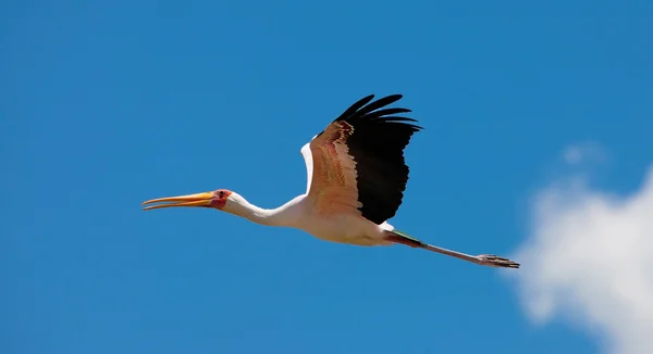 Sarı gagalı leylek Gölü nakuru Milli Parkı, kenya uçuyor. Sarı gagalı leylek (mycteria ibis) büyük bir yürüyen kuş leylek aile ciconiidae içinde olduğunu.