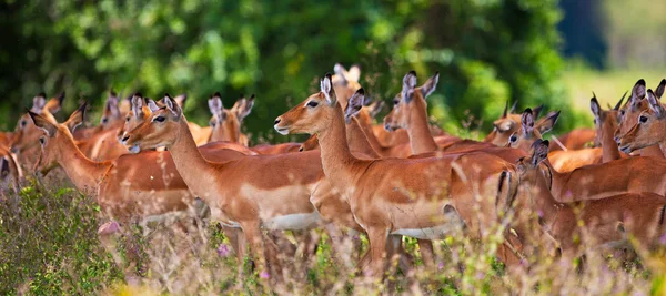 Antilopes Impala dans le parc national du lac Nakuru au Kenya, en Afrique. L'impala (Aepyceros melampus) est une antilope africaine de taille moyenne. . — Photo
