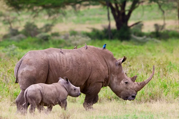 Beyaz gergedan veya kare dudaklı gergedan (ceratotherium simum) bebeği Gölü nakuru Milli Park, kenya ile.