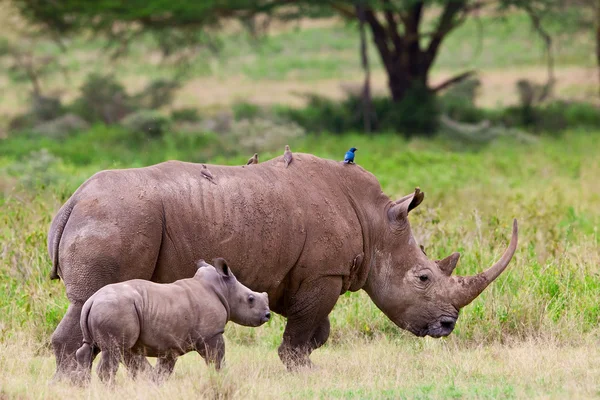 White rhinoceros or square-lipped rhinoceros (Ceratotherium simum) with her baby in Lake Nakuru National Park, Kenya. — Stock Photo, Image
