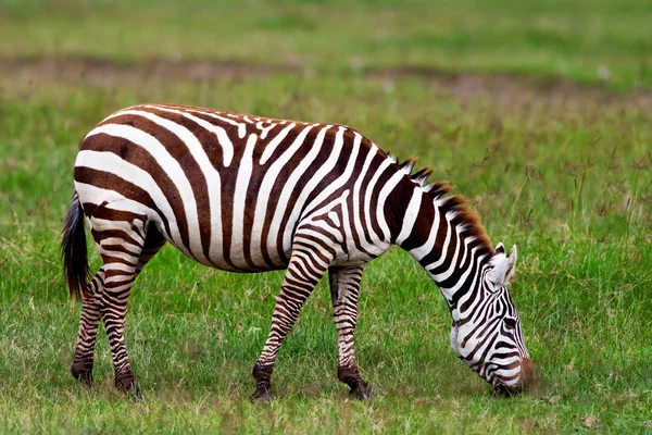 Zebra geçerken bir nehir Gölü nakuru Milli Park, kenya — Stok fotoğraf