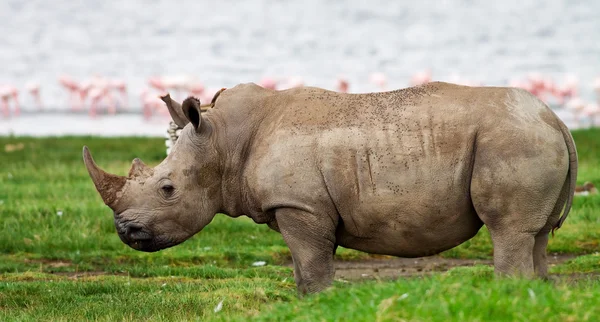 Rinoceronte nel Parco Nazionale del Lago Nakuru, Kenya — Foto Stock