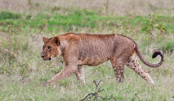 Lionne africaine dans le parc national du lac Nakuru, Kenya — Photo