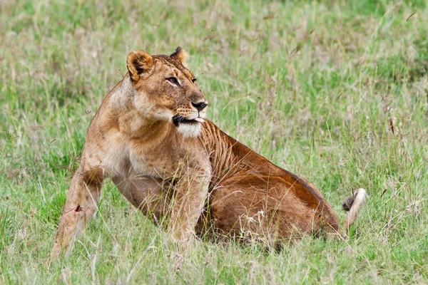 Joven león africano en el Parque Nacional del Lago Nakuru, Kenia —  Fotos de Stock