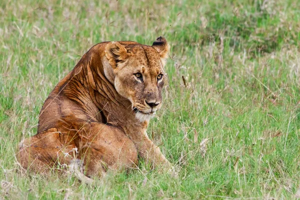 Jonge Afrikaanse leeuw in het lake nakuru national park, Kenia — Stockfoto