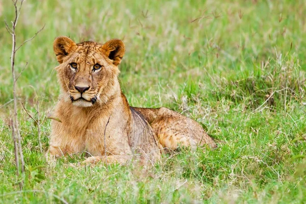 สิงโตแอฟริกันหนุ่มในอุทยานแห่งชาติทะเลสาบนากุรุ เคนย่า — ภาพถ่ายสต็อก