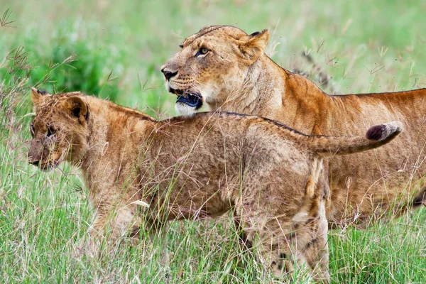 Lvů v národním parku lake nakuru, Keňa — Stock fotografie