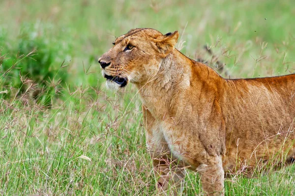 Unga afrikanska lejon i lake nakuru national park i kenya — Stockfoto