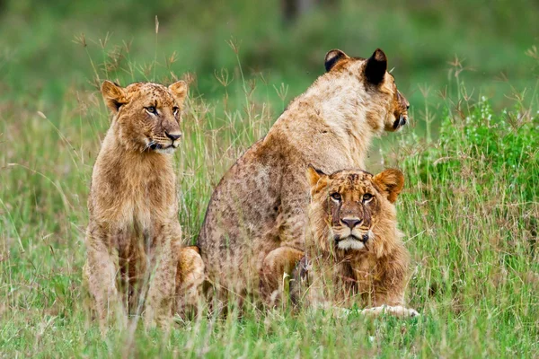 Lvů v národním parku lake nakuru, Keňa — Stock fotografie