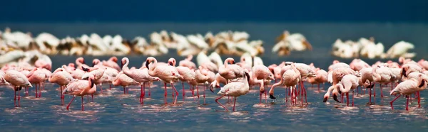 Flamencos en el lago Nakuru, Kenia — Foto de Stock
