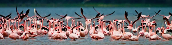 Фламинго на озере Накуру, Кения — стоковое фото